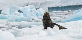 In Antartide c'è poco krill e per le otarie questo è un grosso problema