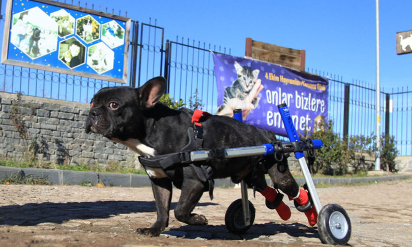bulldog francesi sono piu esposti ad almeno 20 malattie