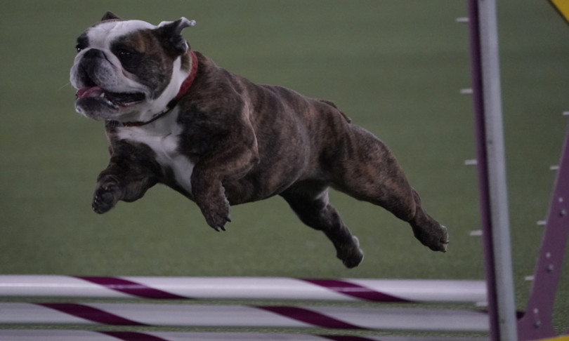 bulldog francesi sono piu esposti ad almeno 20 malattie