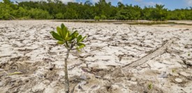 L'esperimento che simula la siccità in una foresta pluviale
