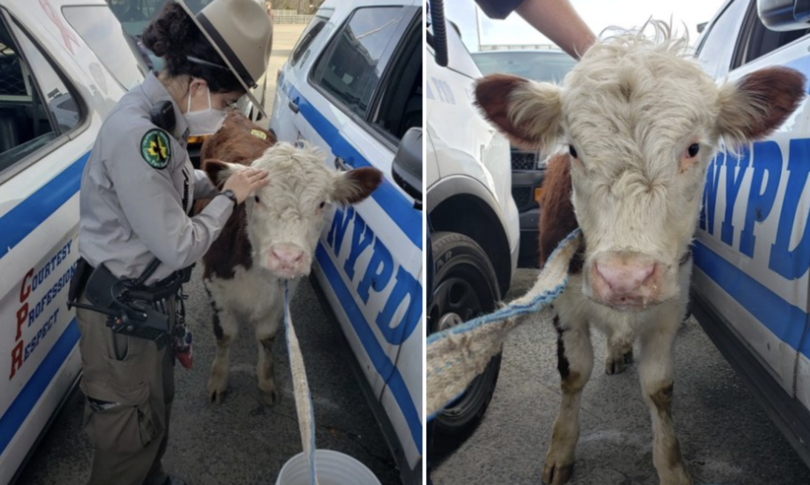 mucca in fuga a new york inseguita dalla polizia