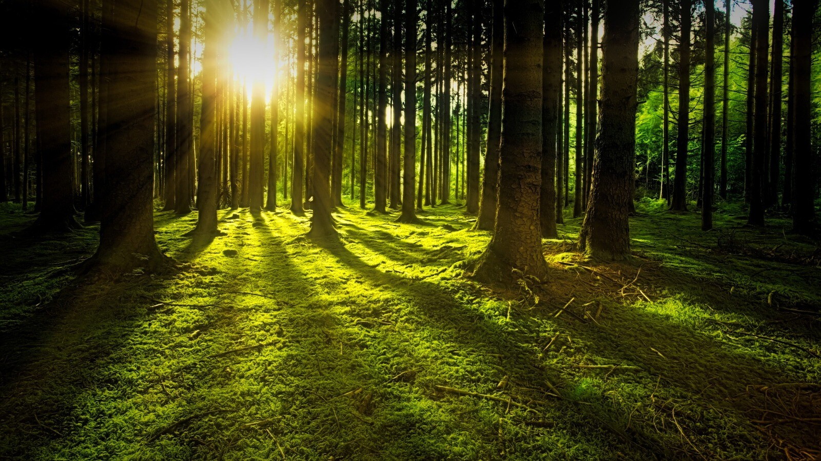 Entro il 2100 le foreste europee non saranno più come le conosciamo