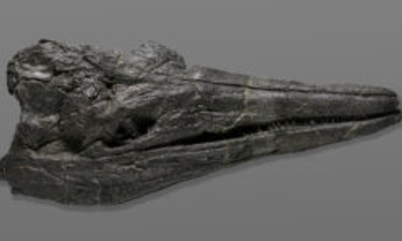 ittiosauro lungo 17 metri gigante del mare
