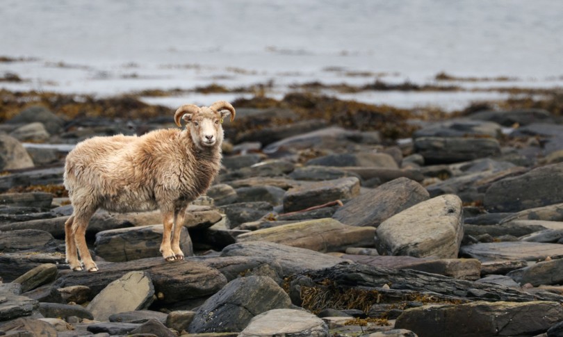 segreto ecosostenibile delle pecore di north ronaldsay