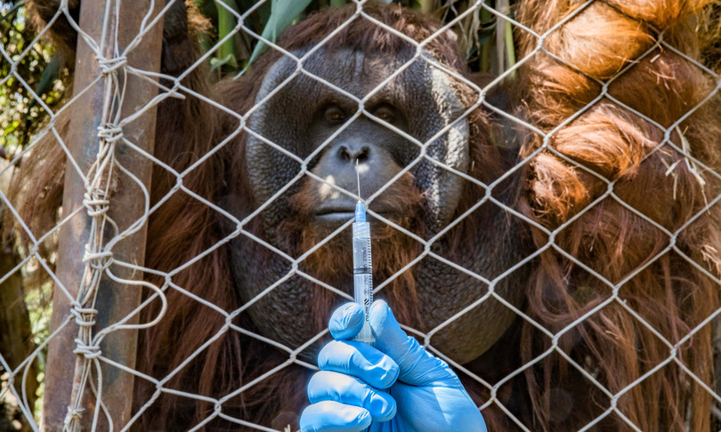 Covid zoo vaccina un orango 9 grandi felini