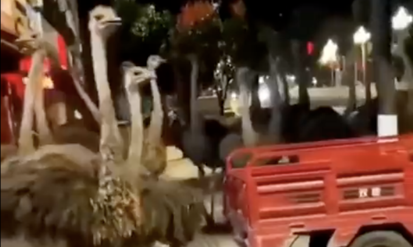 fuga corsa 80 struzzi cina citta video