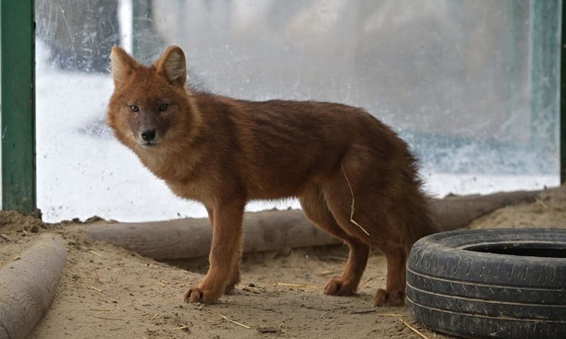 russi bombardato zoo Kharkiv ucciso animali