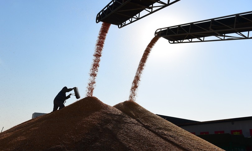 Ucraina Cai record storico grano mais