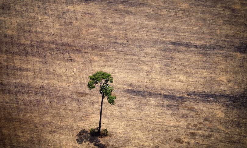 principale causa deforestazione resta espansione agricoltura