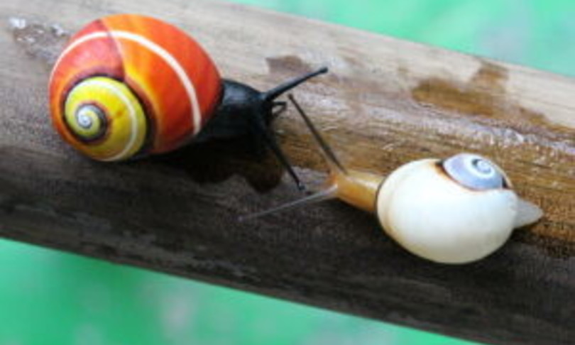 La lumaca cubana è il mollusco dell’anno