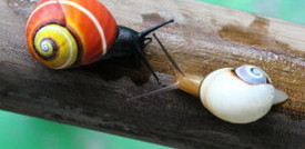 La lumaca cubana è il mollusco dell’anno