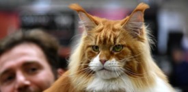 Trovato il sistema per rendere ipoallergenico il pelo dei gatti