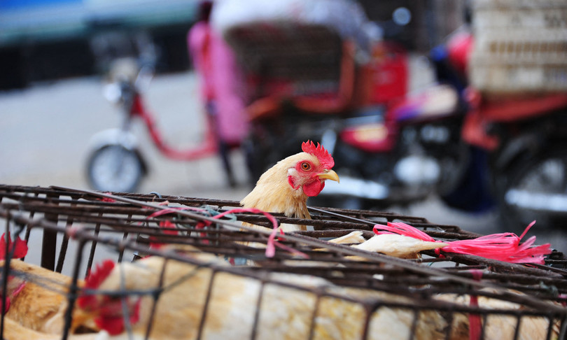 Cina conferma primo caso umano di influenza aviaria H3N8