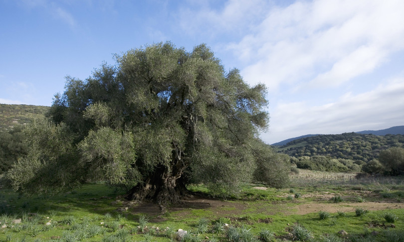 adotta un albero cosi una startup piantumera la sardegna