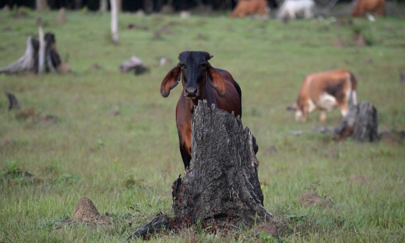 carne a base di funghi puo ridurre la deforestazione