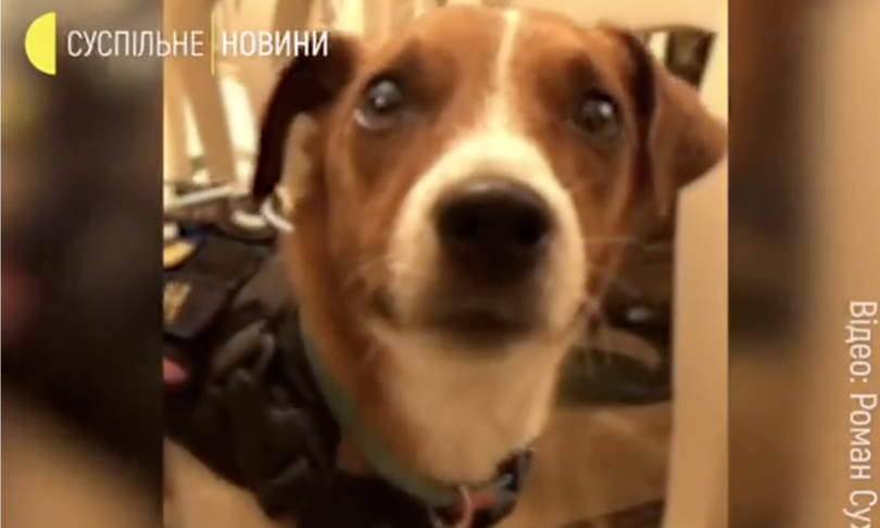 zelensky premia cane anti mine patron