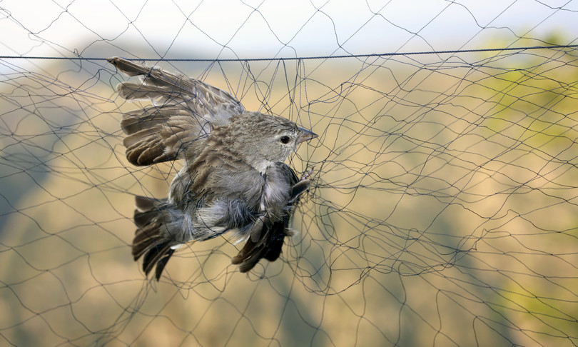Cosa fare quando si trova un animale in difficoltà Cosa fare quando si trova un animale in difficoltà