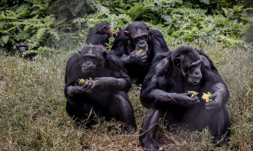 Vad vi vet om apkoppor