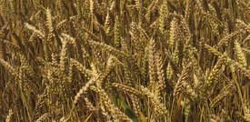 "Le oscillazioni del prezzo del grano sono colpa delle speculazioni"