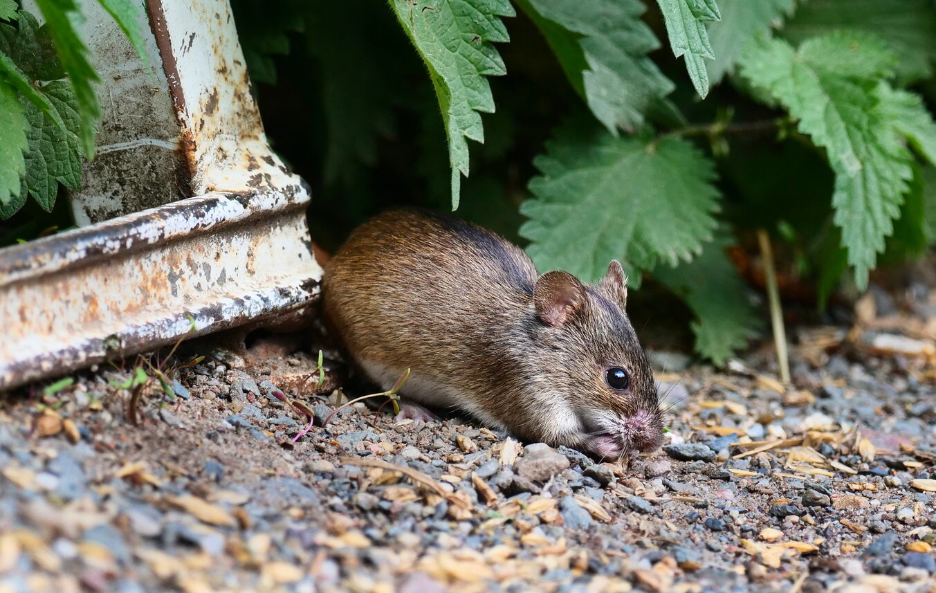 Non solo Hantavirus: tutte le malattie trasmesse dai topi