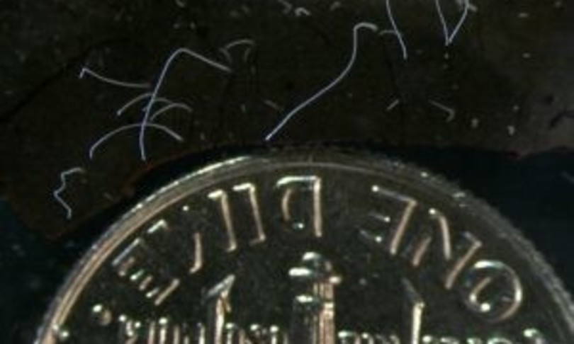 batterio visibile occhio nudo