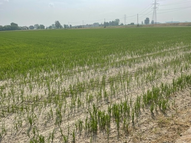 La truffa del falso riso "bio", scoperta a Pavia una maxi frode da 10 milioni
