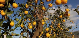 La città dell'hinterland milanese dove gli abitanti colgono i frutti da cento alberi