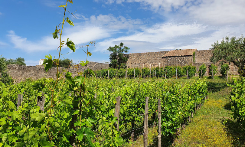 scavi archeologici Pompei produzione vino