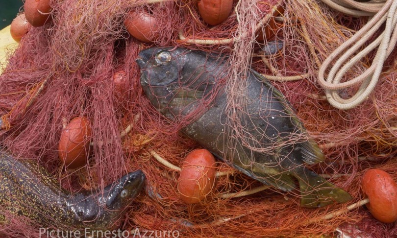 allarme pesci alieni specie tropicali mari italiani