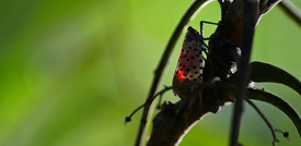 New York ha dichiarato guerra alla mosca 'lanterna maculata'
