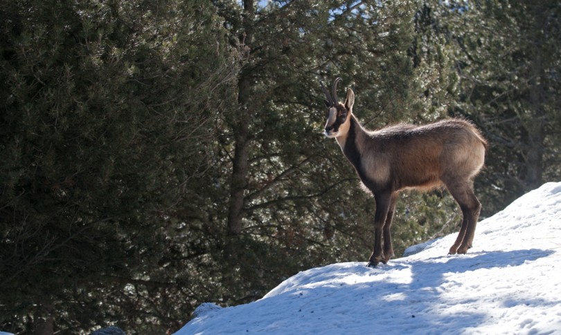 ghiacciai pirenei cambiamenti climatici specie rischio estinzione
