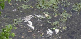 Le piogge dopo la siccità mettono a rischio i pesci del Tevere