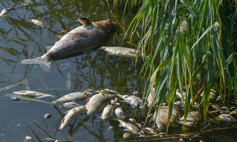 decine tonnellate pesci morti affiorano acque fiume oder