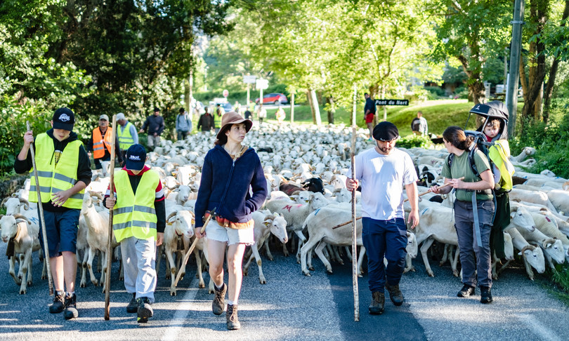 francia pecore si gettano in dirupo per scampare a un orso