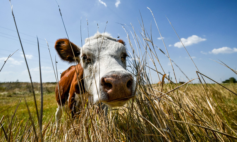Caricata da una mucca mentre tenta di salvare auto, grave 59enne