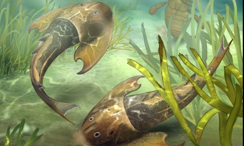 scienza giacimento pesci fossili cina evoluzione