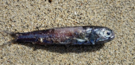 Pesce lanterna, risorsa di cibo per tutti o causa di distruzione del pianeta?