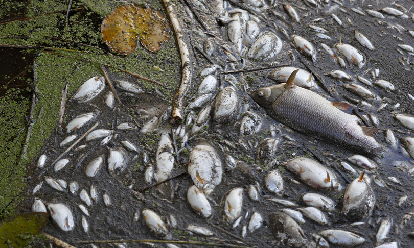alga killer strage pesci oder