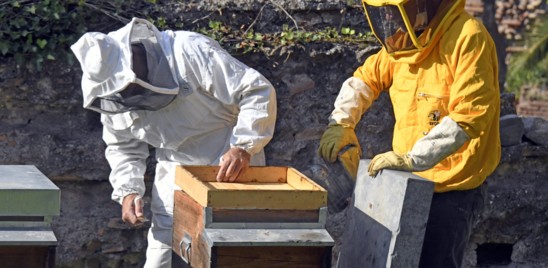 Una legge nel Lazio per l'apicoltura a tutela dell'ambiente
