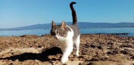 Tutte le stranezze degli animali domestici hanno un perché