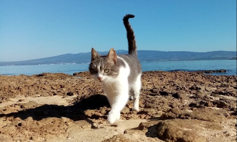 perche stranezze animali domestici