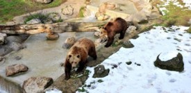 Ha senso parlare di monogamia tra gli animali?
