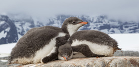 La missione di 4 donne sull'isola di Goudier: censire la colonia di pinguini