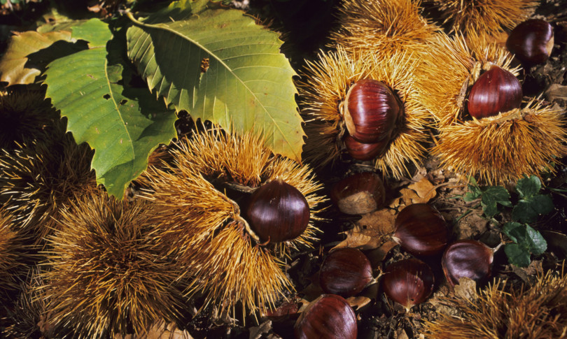 ritorno castagne italiane