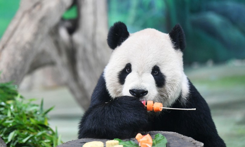 Cure a Tuan Tuan e diplomazia panda