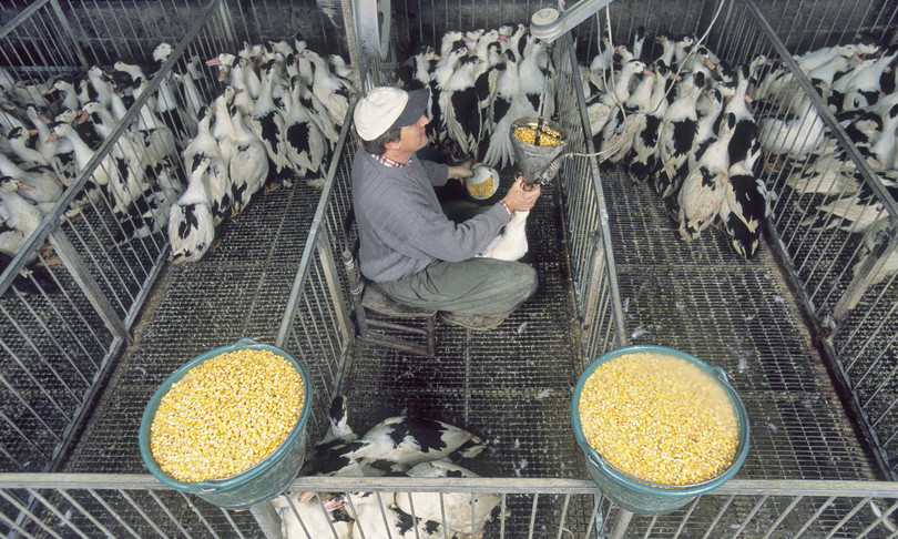 re carlo mette al bando foie gras da residenze reali