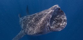 Il commercio di pinne e carne di squalo è quasi del tutto vietato