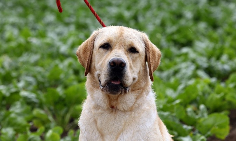 spara cane uccide davanti padrona pastore denunciato
