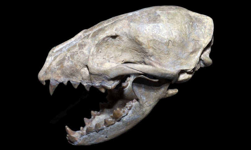 scienza studio scoperto cane domestico antico europa