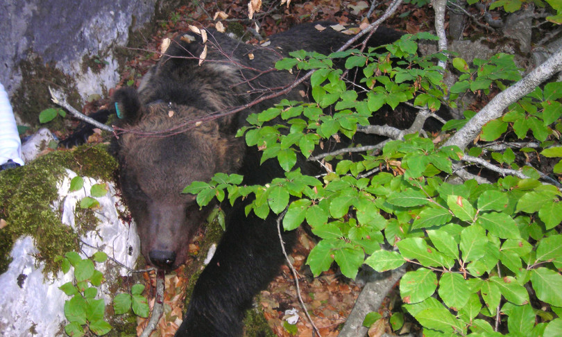 orso juan carrito giusta distanza